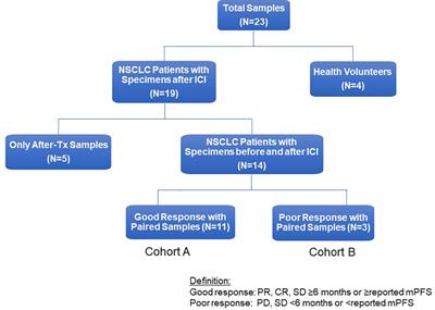 Dynamic evaluation of blood immune cells predictive of response to immune checkpoint inhibitors in NSCLC by multicolor spectrum flow cytometry